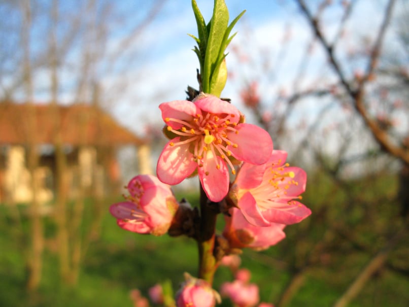 Pasqua alla Calcaterra